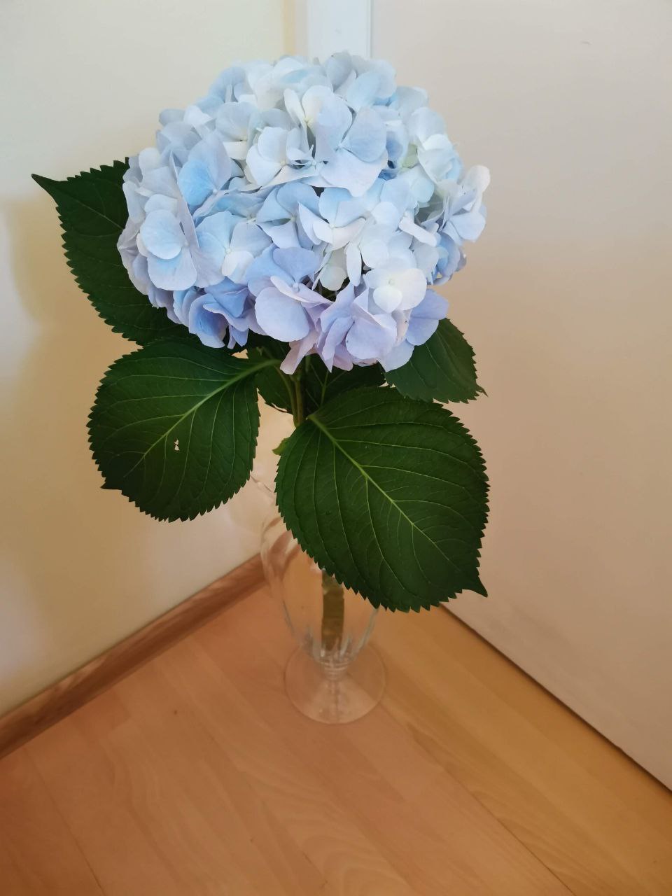 Hortensia